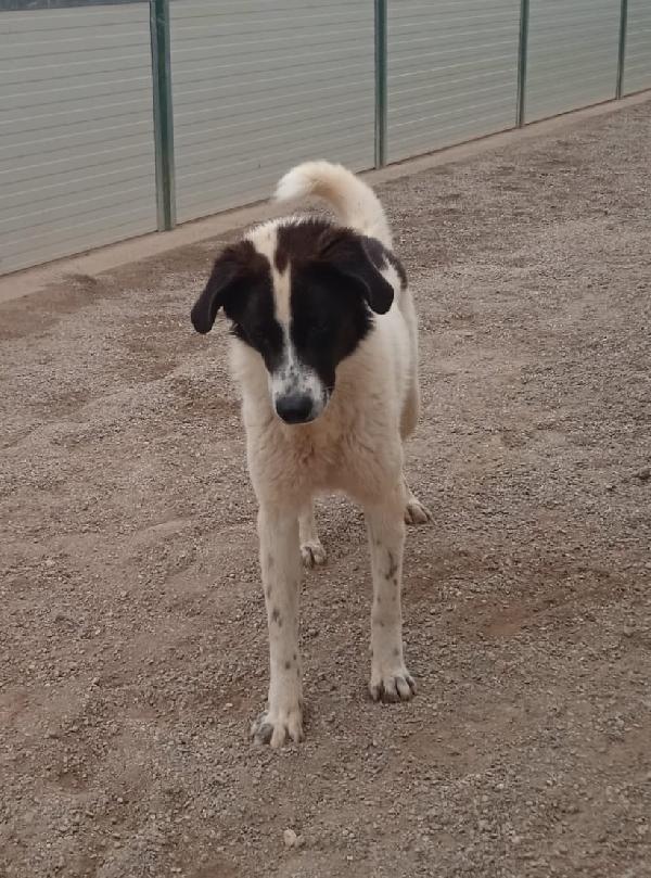 Garofano, giocherellone e affettuoso (maggio 2023) Foto 6